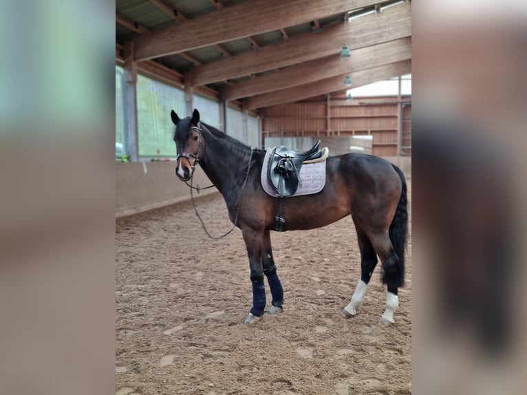 Koń westfalski Klacz 14 lat 167 cm Ciemnogniada in Bad Driburg