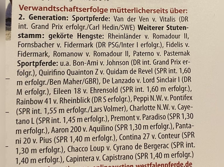 Koń westfalski Klacz 14 lat 167 cm Ciemnokasztanowata in Dülmen