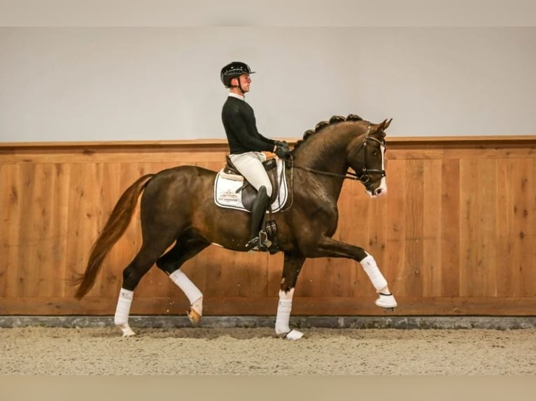 Koń westfalski Klacz 14 lat 167 cm Kara in Ostbevern