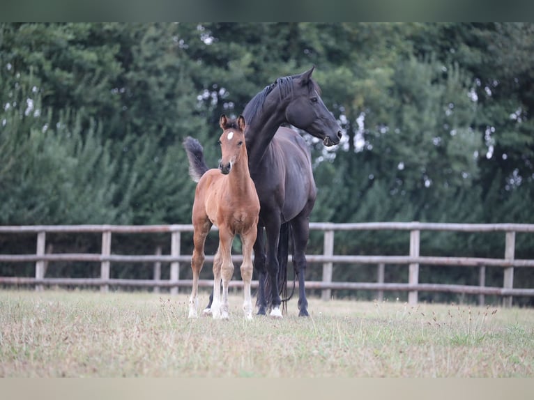 Koń westfalski Klacz 14 lat 167 cm Kara in Ostbevern