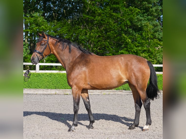 Koń westfalski Klacz 14 lat 169 cm Gniada in yorkshire