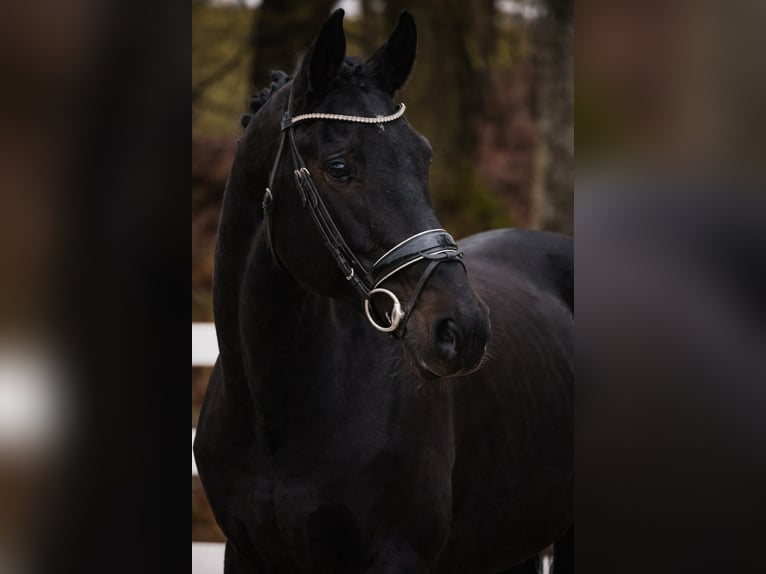 Koń westfalski Klacz 14 lat 169 cm Kara in Nettersheim