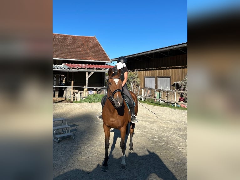 Koń westfalski Klacz 14 lat 170 cm Gniada in Hergatz