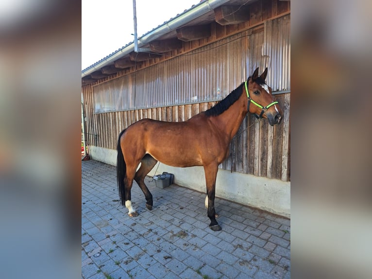 Koń westfalski Klacz 14 lat 170 cm Gniada in Hergatz