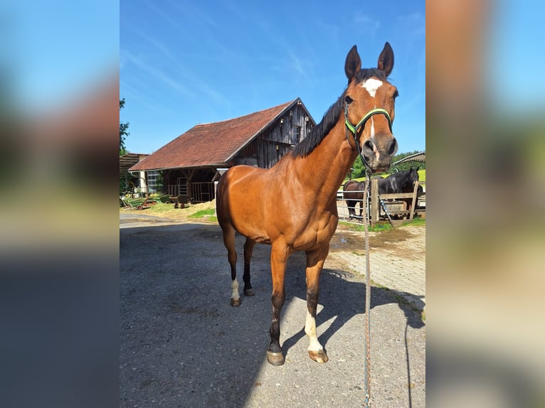 Koń westfalski Klacz 14 lat 170 cm Gniada in Hergatz