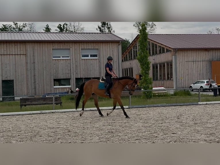 Koń westfalski Klacz 14 lat 170 cm Gniada in Hergatz