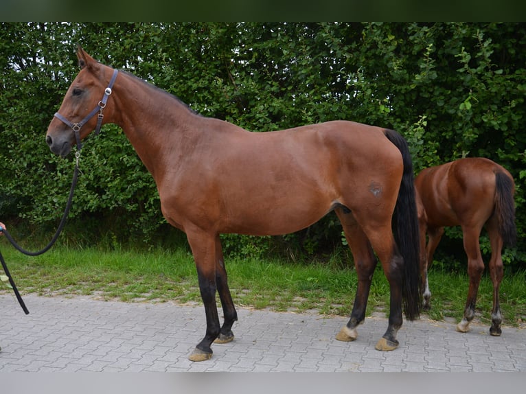 Koń westfalski Klacz 14 lat 172 cm Gniada in Dorsten