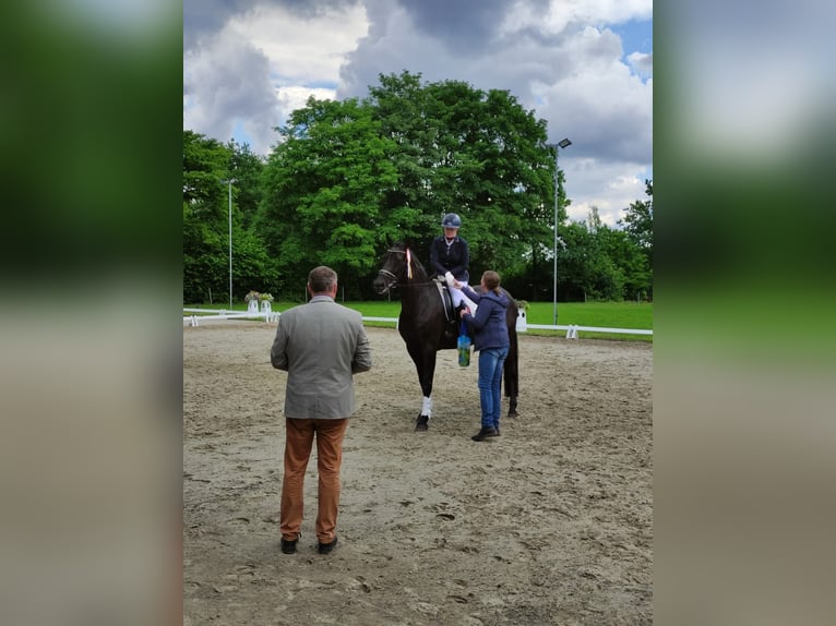 Koń westfalski Klacz 14 lat 172 cm Kara in Ibbenbüren