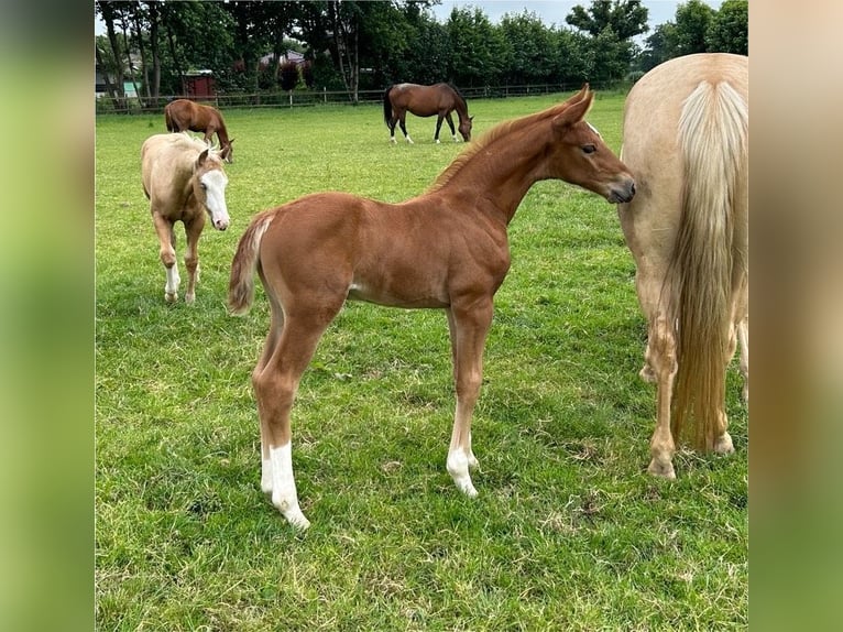 Koń westfalski Klacz 14 lat 172 cm Siwa in Lastrup