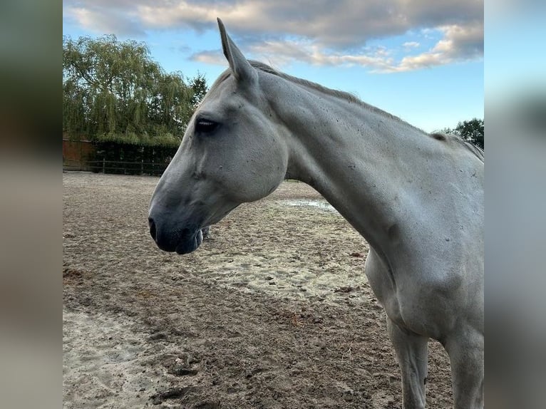 Koń westfalski Klacz 14 lat 172 cm Siwa in Lastrup