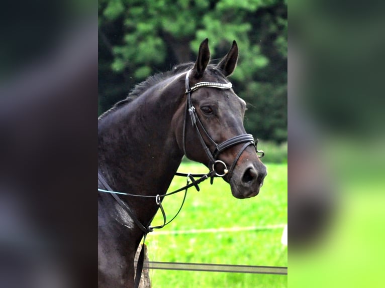 Koń westfalski Klacz 14 lat 175 cm Ciemnogniada in Drensteinfurt