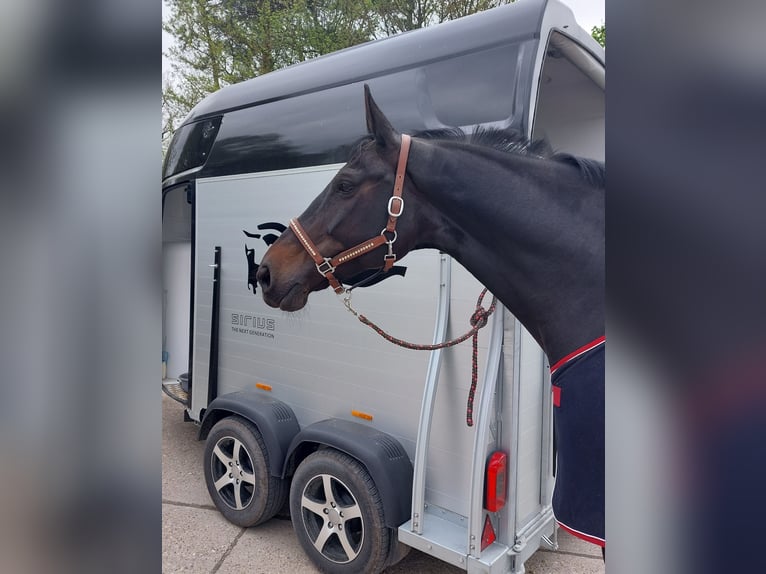 Koń westfalski Klacz 14 lat 175 cm Ciemnogniada in Drensteinfurt
