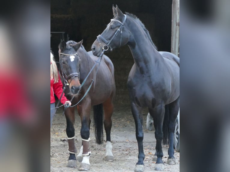 Koń westfalski Klacz 14 lat 175 cm Ciemnogniada in Drensteinfurt