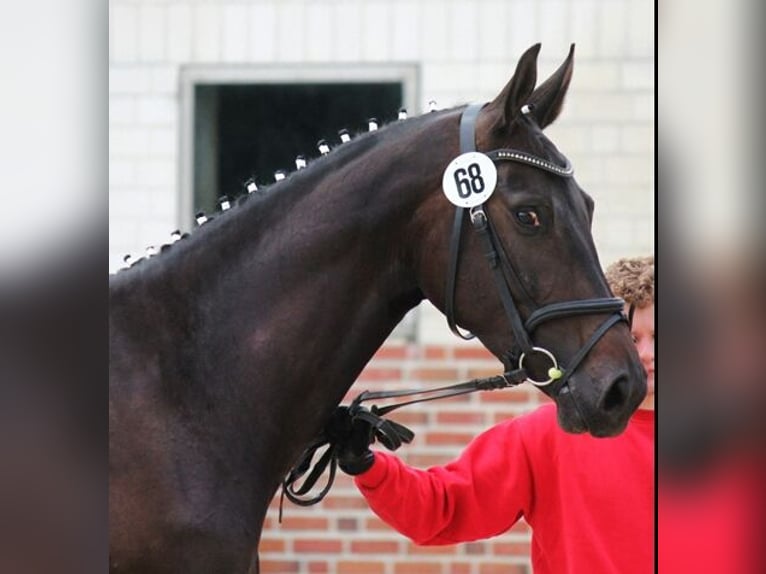 Koń westfalski Klacz 14 lat 175 cm Ciemnogniada in Drensteinfurt