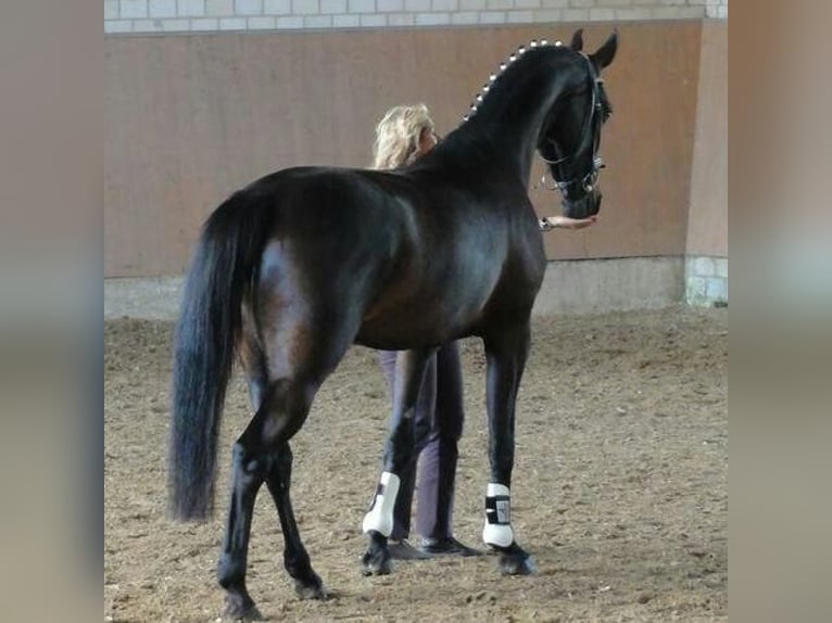 Koń westfalski Klacz 14 lat 175 cm Ciemnogniada in Drensteinfurt