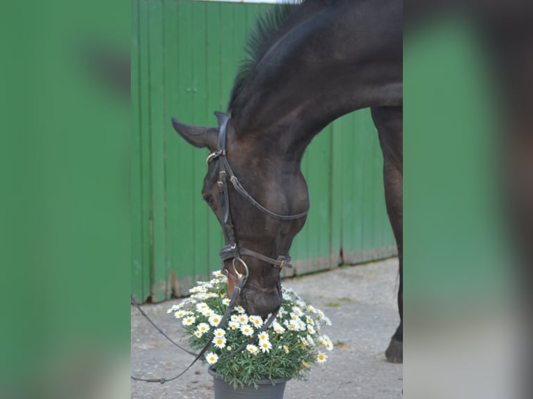 Koń westfalski Klacz 14 lat 175 cm Ciemnogniada in Drensteinfurt