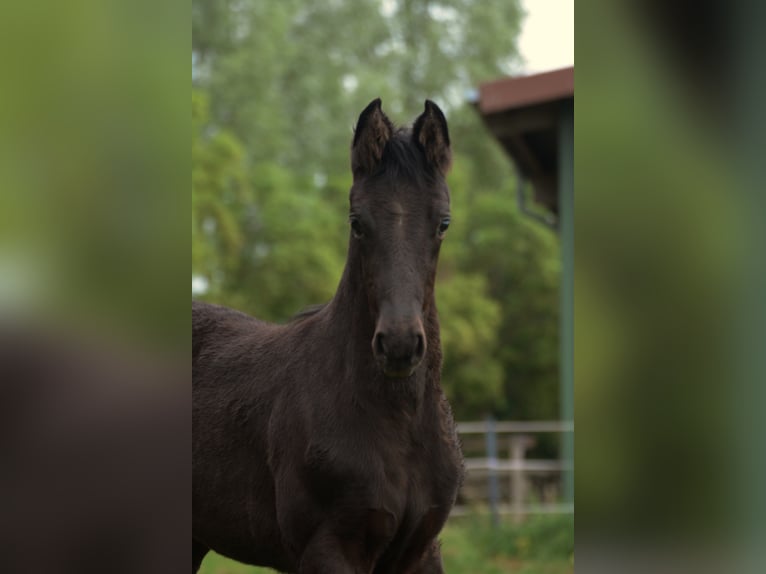 Koń westfalski Klacz 14 lat 175 cm Kara in Borken