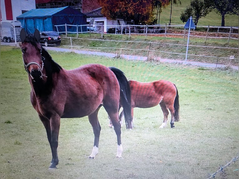 Koń westfalski Klacz 15 lat 150 cm Gniada in Hohenroda