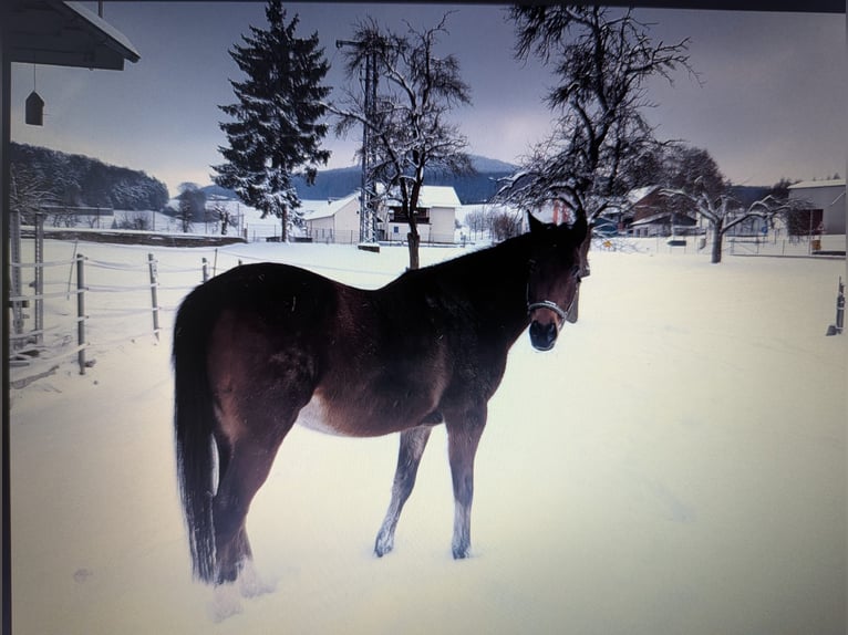 Koń westfalski Klacz 15 lat 150 cm Gniada in Hohenroda