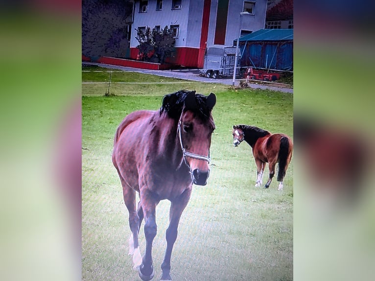 Koń westfalski Klacz 15 lat 150 cm Gniada in Hohenroda