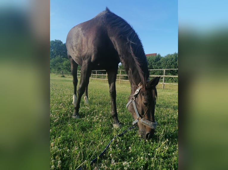 Koń westfalski Klacz 15 lat 160 cm Ciemnogniada in Ritzerau