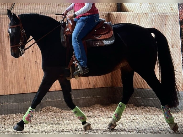 Koń westfalski Klacz 15 lat 160 cm Skarogniada in Metelen