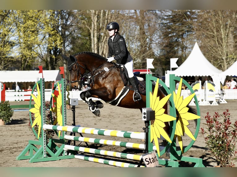 Koń westfalski Klacz 15 lat 163 cm Ciemnogniada in Bad Segeberg