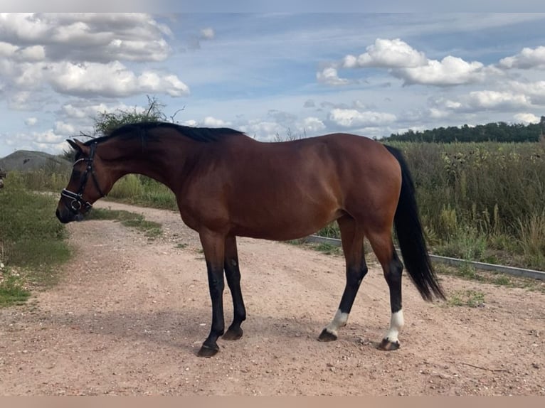 Koń westfalski Klacz 15 lat 164 cm Gniada in Goldbeck