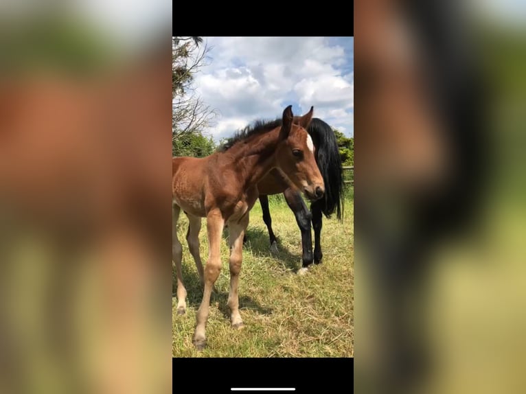 Koń westfalski Klacz 15 lat 164 cm Gniada in Mönchengladbach