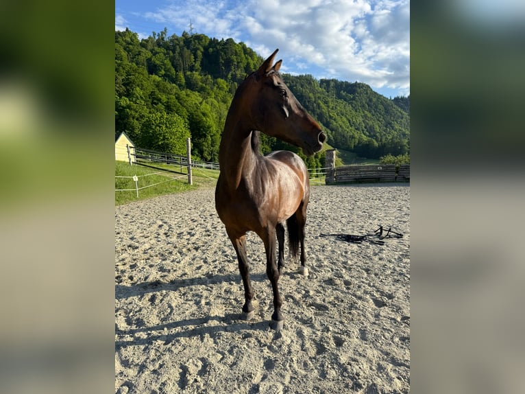 Koń westfalski Klacz 15 lat 164 cm Gniada in Jenbach