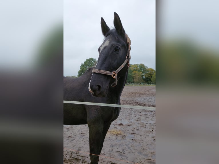 Koń westfalski Klacz 15 lat 165 cm Ciemnogniada in Rahden