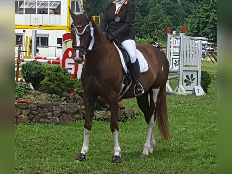 Koń westfalski Klacz 15 lat 165 cm Ciemnokasztanowata in Verl