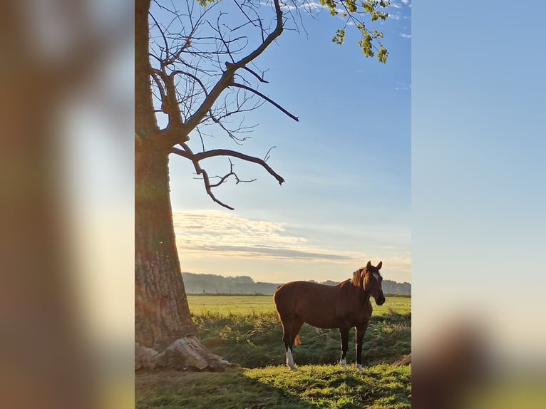 Koń westfalski Klacz 15 lat 166 cm Gniada in Schmalkalden