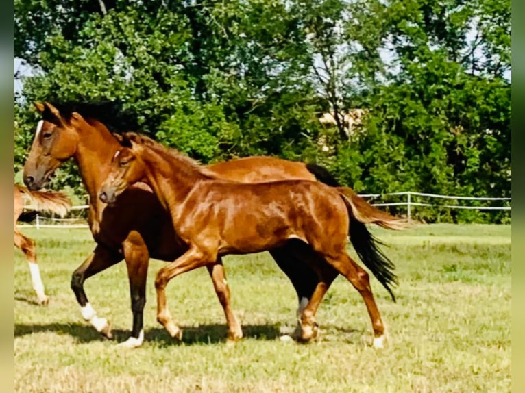 Koń westfalski Klacz 15 lat 166 cm Gniada in Schmalkalden