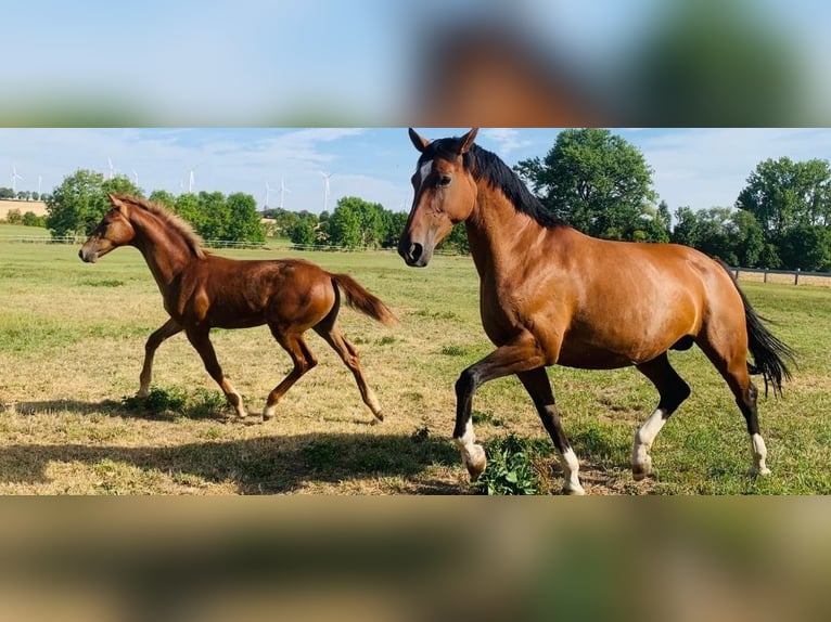 Koń westfalski Klacz 15 lat 167 cm Gniada in Schmalkalden