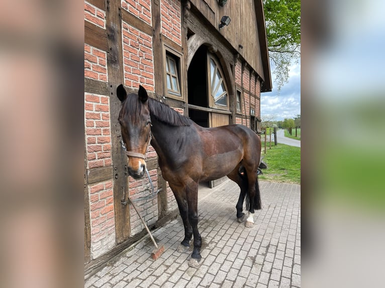 Koń westfalski Klacz 15 lat 168 cm Ciemnogniada in G&#xFC;tersloh