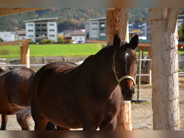 Koń westfalski Klacz 15 lat 168 cm Ciemnogniada in Reutte