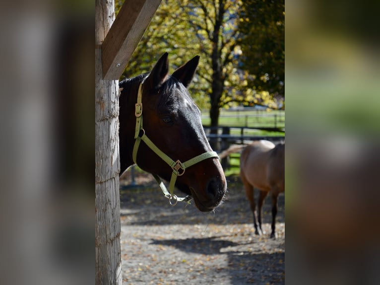 Koń westfalski Klacz 15 lat 168 cm Ciemnogniada in Reutte