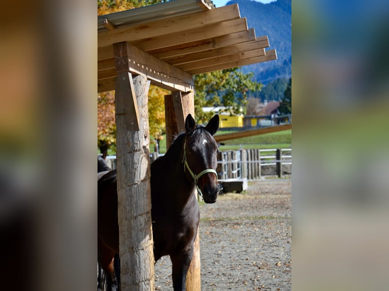 Koń westfalski Klacz 15 lat 168 cm Ciemnogniada in Reutte