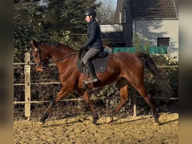 Koń westfalski Klacz 15 lat 170 cm Gniada in Oberhausen