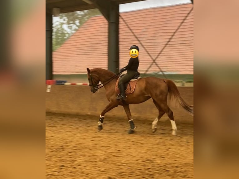 Koń westfalski Klacz 15 lat 172 cm Ciemnokasztanowata in Wesel