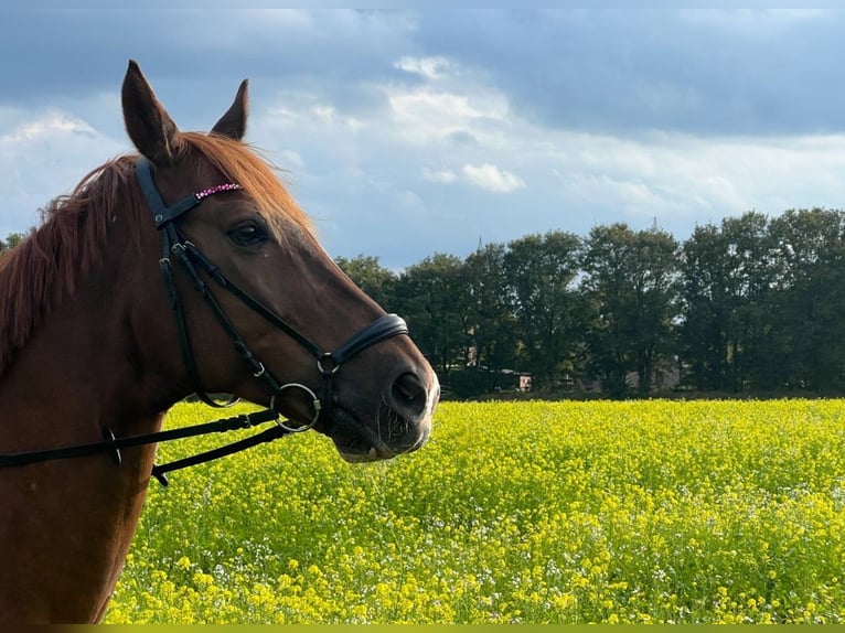 Koń westfalski Klacz 15 lat 172 cm Ciemnokasztanowata in Wesel