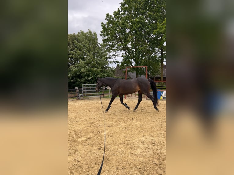 Koń westfalski Klacz 15 lat 172 cm Skarogniada in Geldern