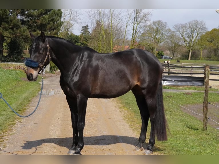 Koń westfalski Klacz 15 lat 172 cm Skarogniada in Geldern