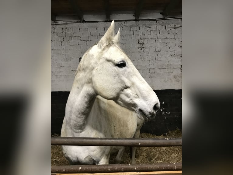 Koń westfalski Klacz 15 lat 173 cm Siwa w hreczce in Münster