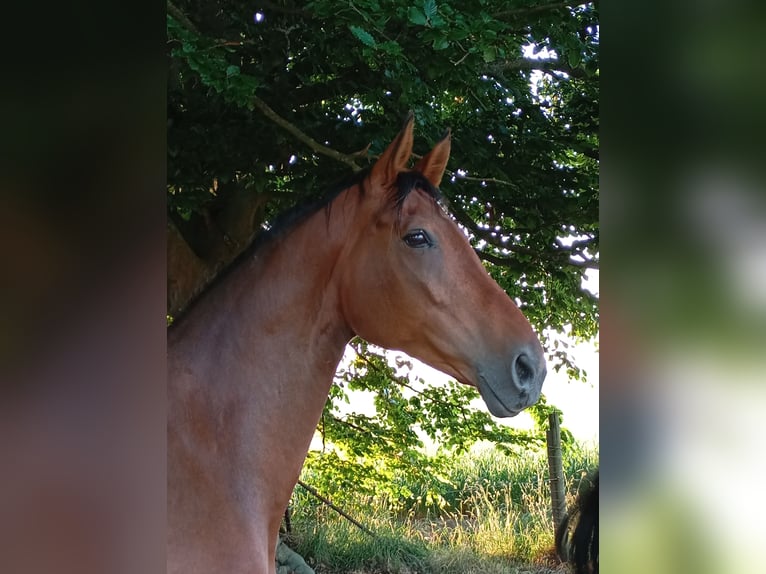 Koń westfalski Klacz 15 lat 174 cm Gniada in Linnich