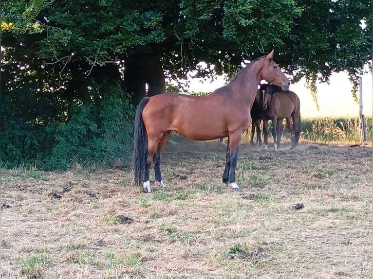 Koń westfalski Klacz 15 lat 174 cm Gniada in Linnich