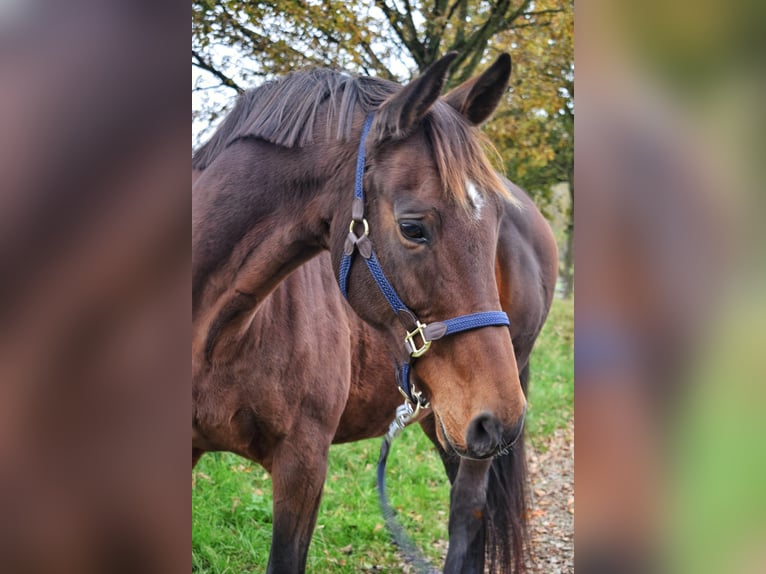 Koń westfalski Klacz 15 lat 174 cm Gniada in Nümbrecht