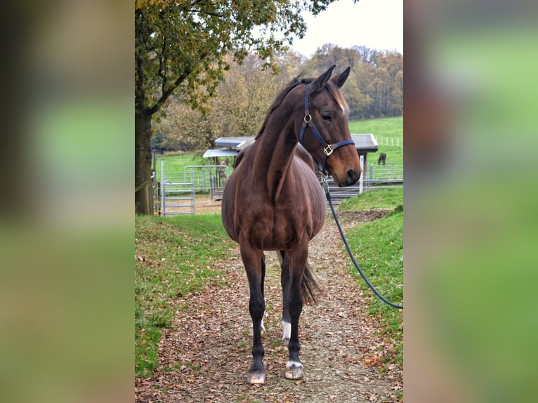 Koń westfalski Klacz 15 lat 174 cm Gniada in Nümbrecht