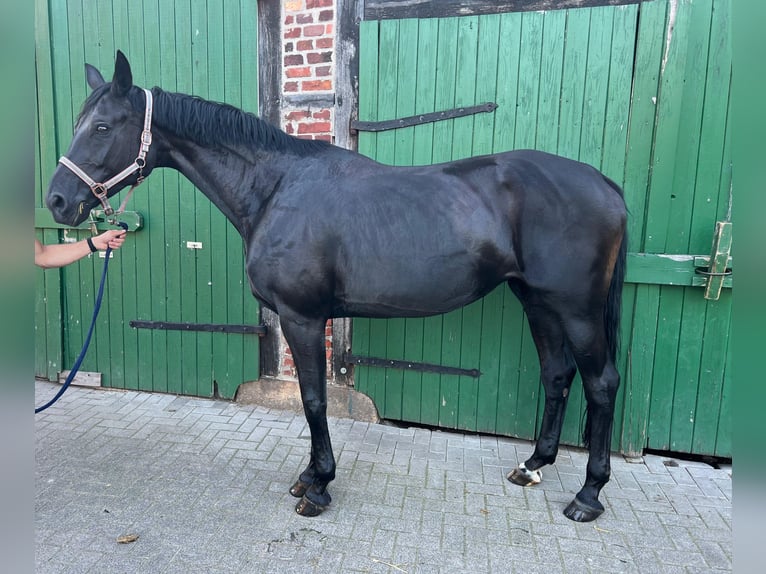 Koń westfalski Klacz 15 lat 175 cm Kara in Billerbeck